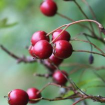 10 Magical Ways to Incorporate Elderberry into Your Life 10 week 1 hawthorn