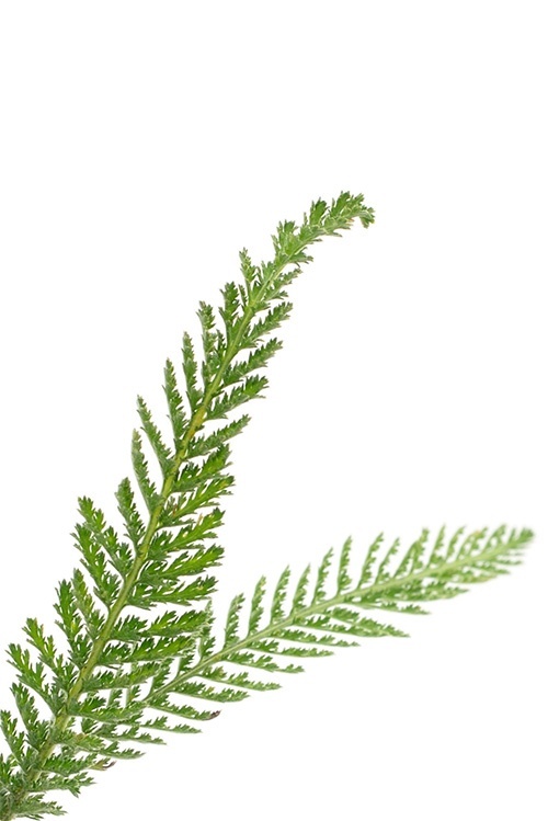 yarrow leaves right
