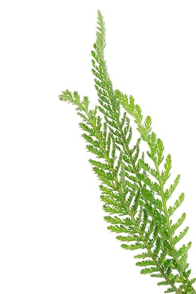 yarrow leaves