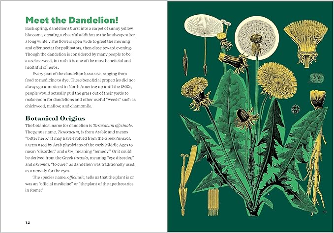 Dandelion Medicine: Forage, Feast, and Nourish Yourself with This Extraordinary Weed, 2nd Edition 3 Dandelion Medicine: Forage, Feast, and Nourish Yourself with This Extraordinary Weed, 2nd Edition - Image 3