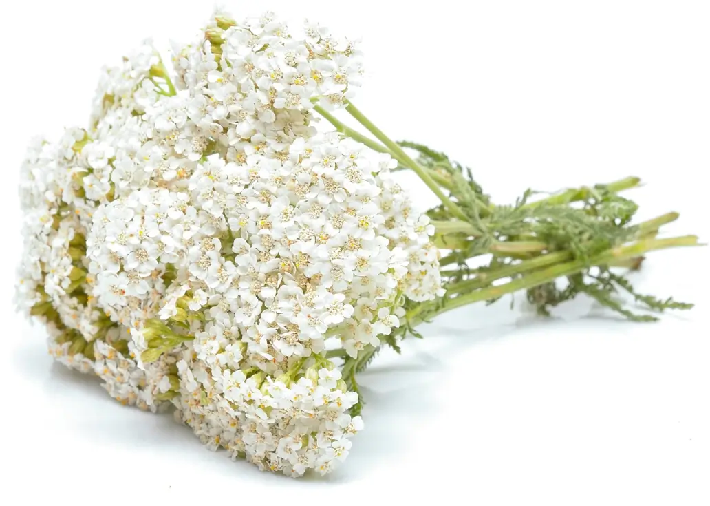 yarrow bouquet
