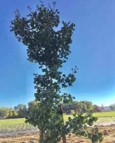 Celebration of Life 3 Gingko tree with aura