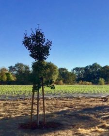 Celebration of Life 7 Gingko trees for Jason and Andrew